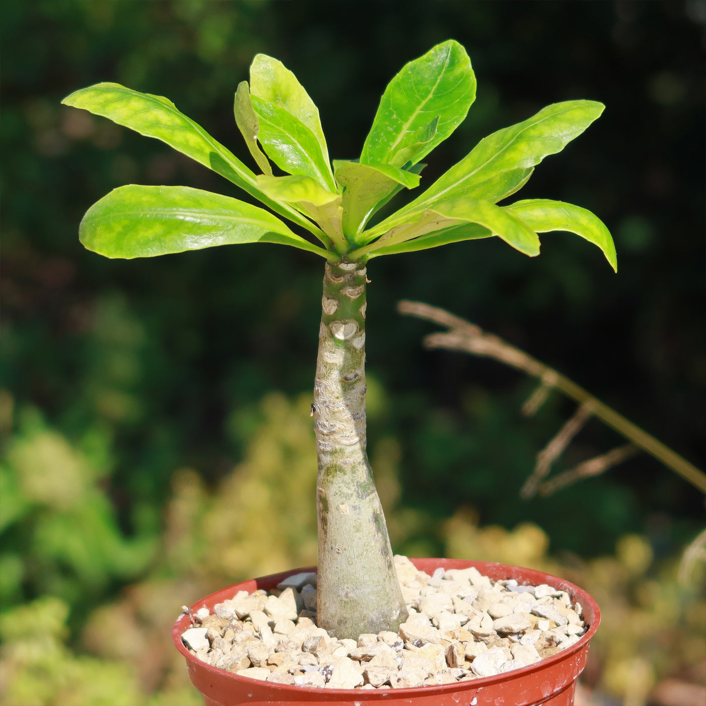 hawaiian palm plant for sale Brighamia insignis