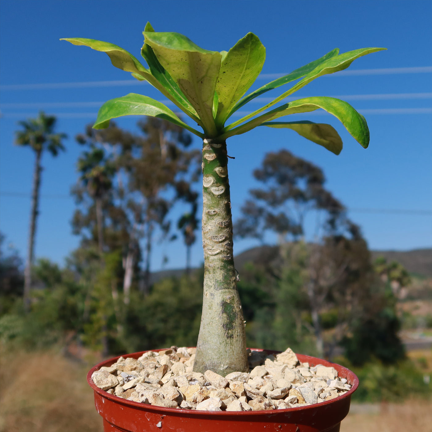 hawaiian palm plant for sale Brighamia insignis