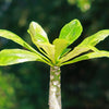 Brighamia insignis