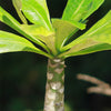 Brighamia insignis