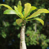 Brighamia insignis