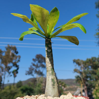 hawaiian palm plant Brighamia Insignis For Sale Online | Hawaii-Palm Plant