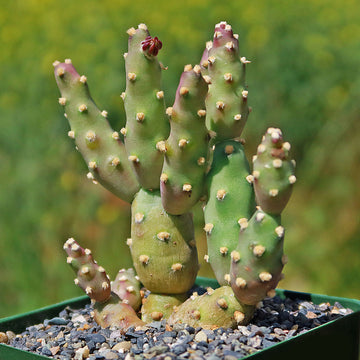 prickly pear cactus no thorns Brittle Prickly Pear