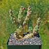 Brittle Prickly Pear - Opuntia fragilis