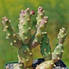 Brittle Prickly Pear - Opuntia fragilis