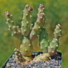 Brittle Prickly Pear - Opuntia fragilis