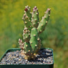 Brittle Prickly Pear - Opuntia fragilis