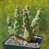 Brittle Prickly Pear - Opuntia fragilis