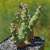 Brittle Prickly Pear - Opuntia fragilis