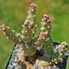 Brittle Prickly Pear - Opuntia fragilis