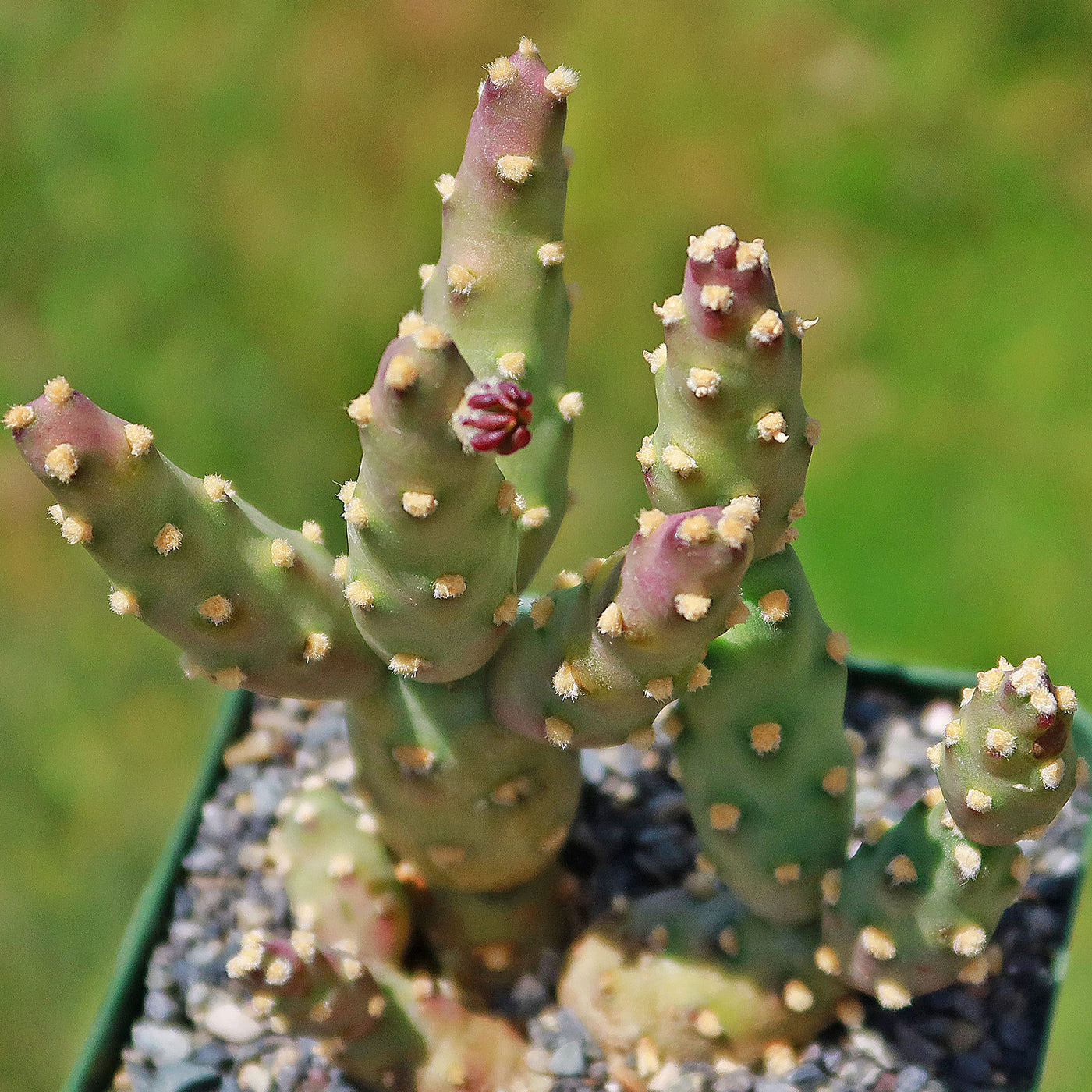 best fertilizer for prickly pear cactus Brittle Prickly Pear 'Opuntia fragilis'