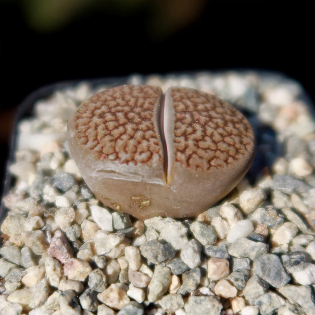 Lithops hookeri var. marginata