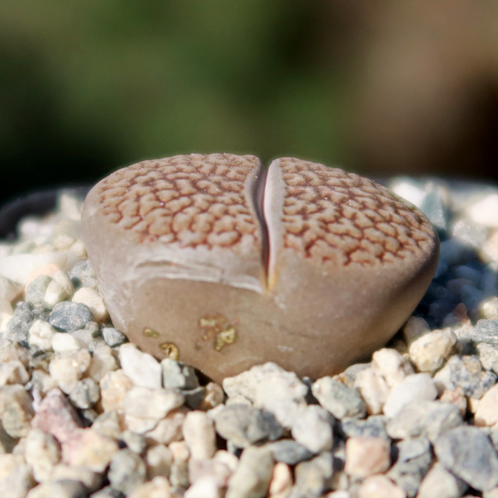 Lithops hookeri var. marginata