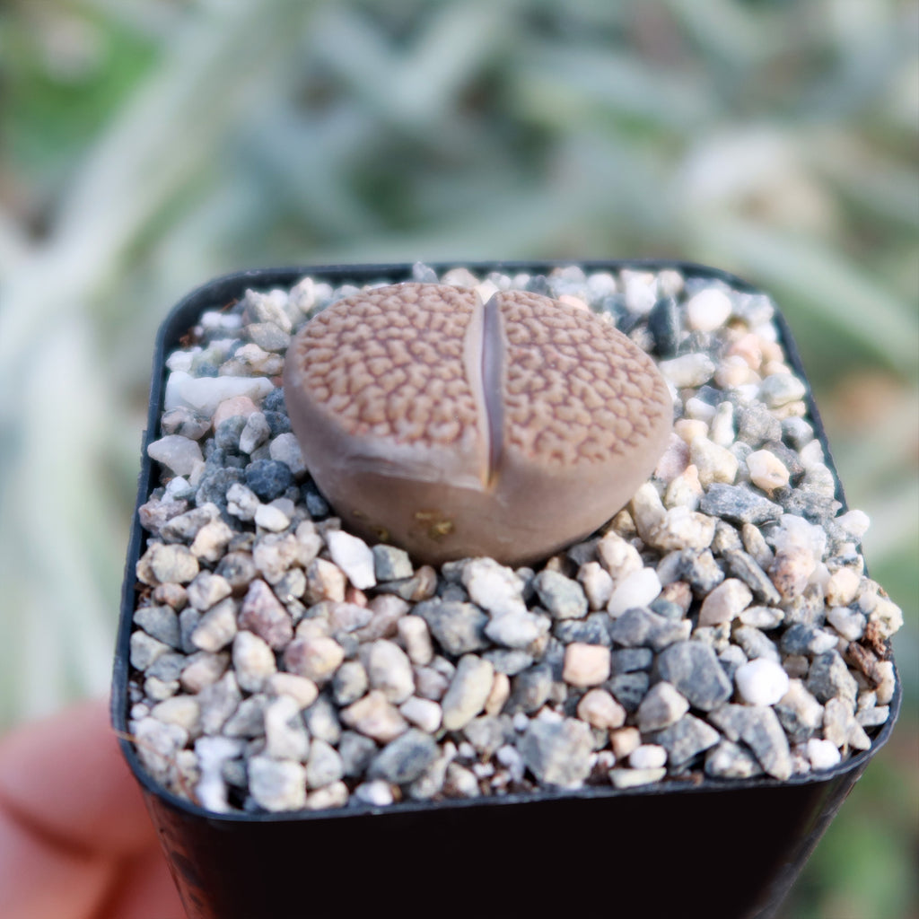 Lithops hookeri var. marginata