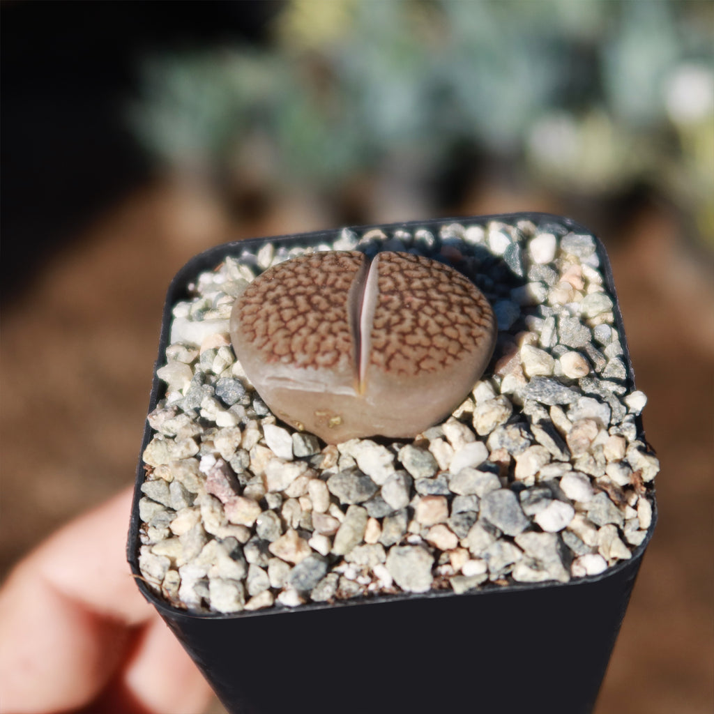 Lithops hookeri var. marginata
