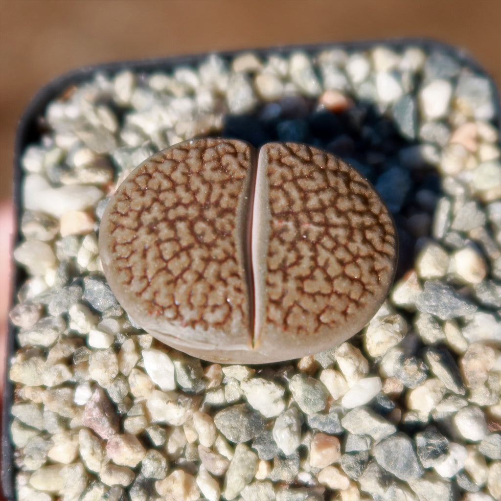 Lithops hookeri var. marginata