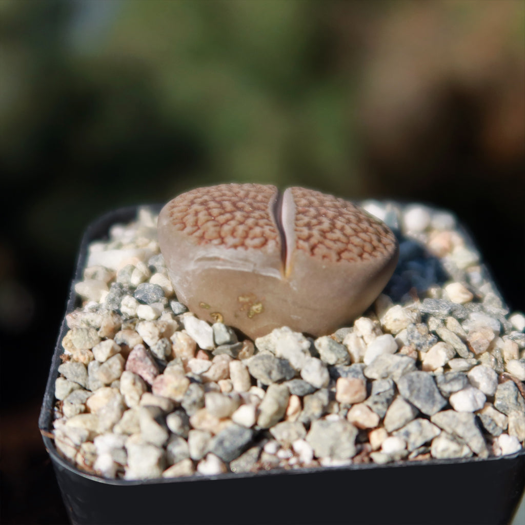 Lithops hookeri var. marginata