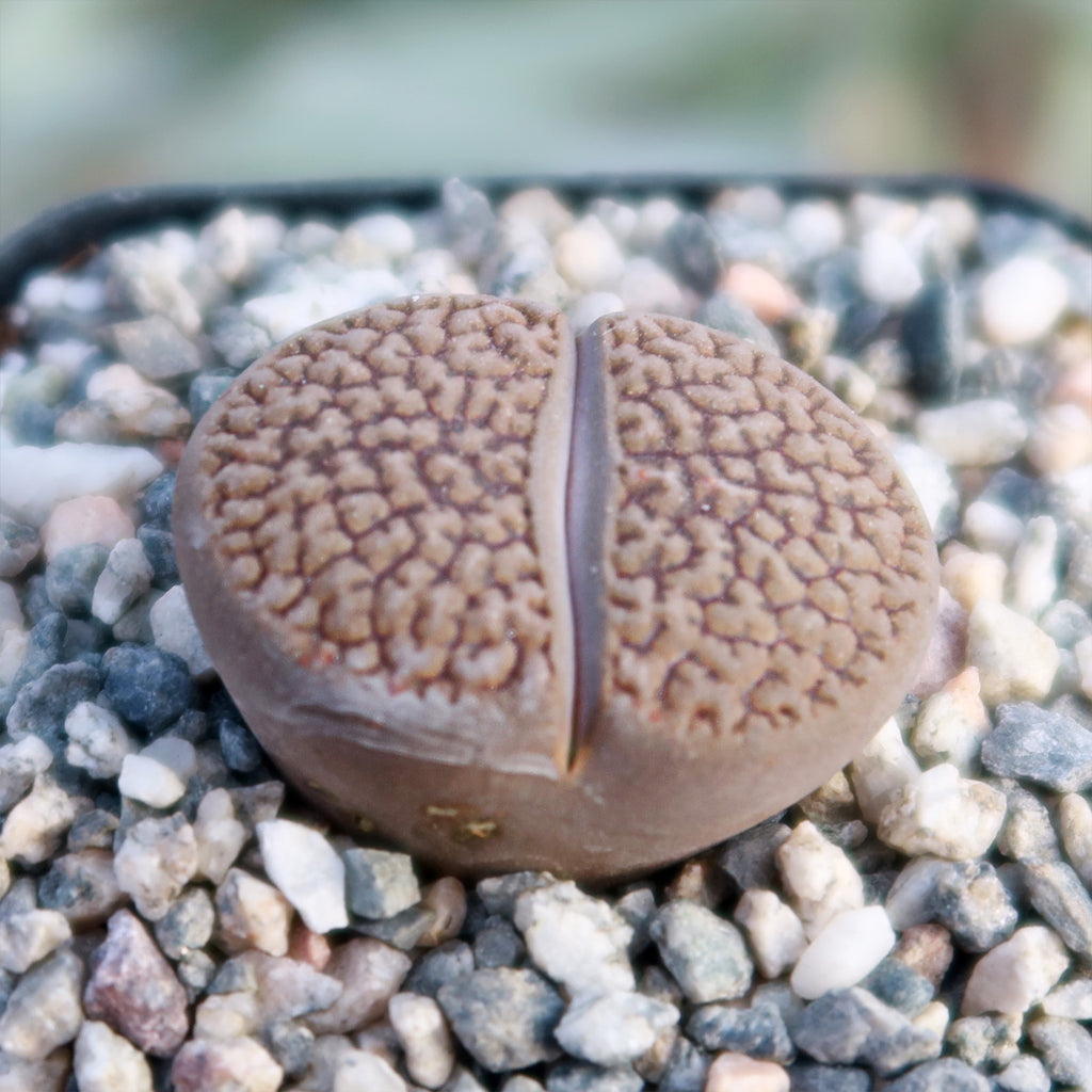 Lithops hookeri var. marginata