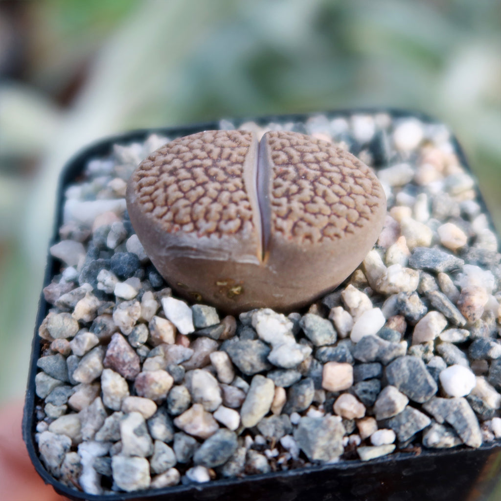 Lithops hookeri var. marginata