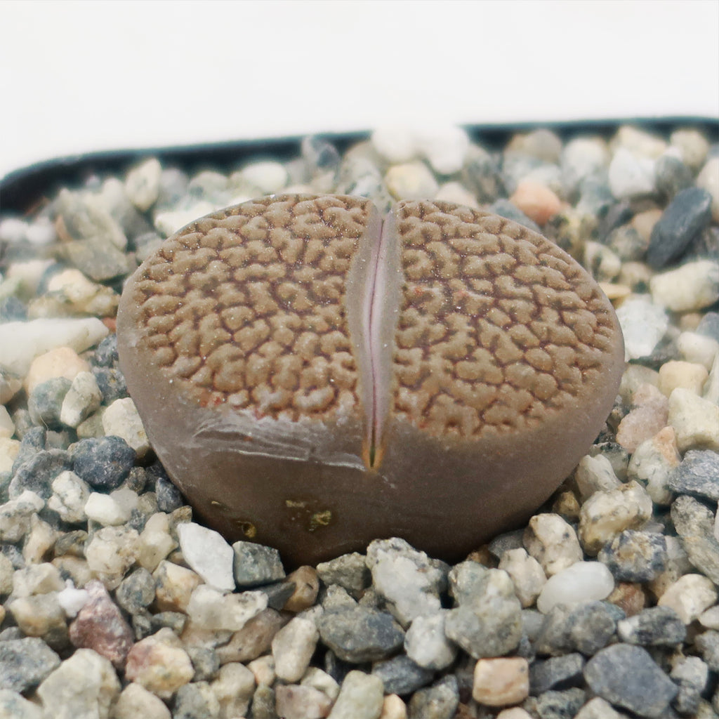 Lithops hookeri var. marginata