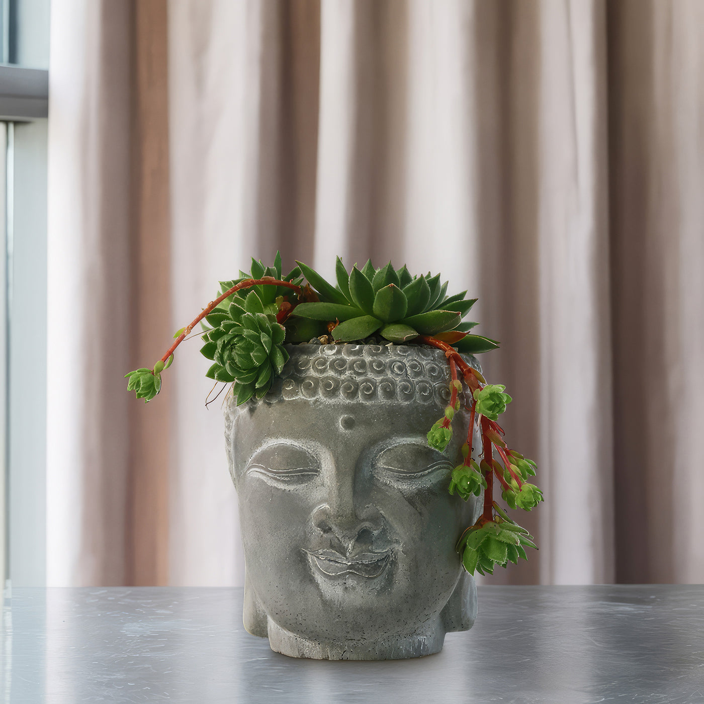 indoor buddha planter Buddha's Head With Live Indoor Plants 3" Pot / With Common Houseleek