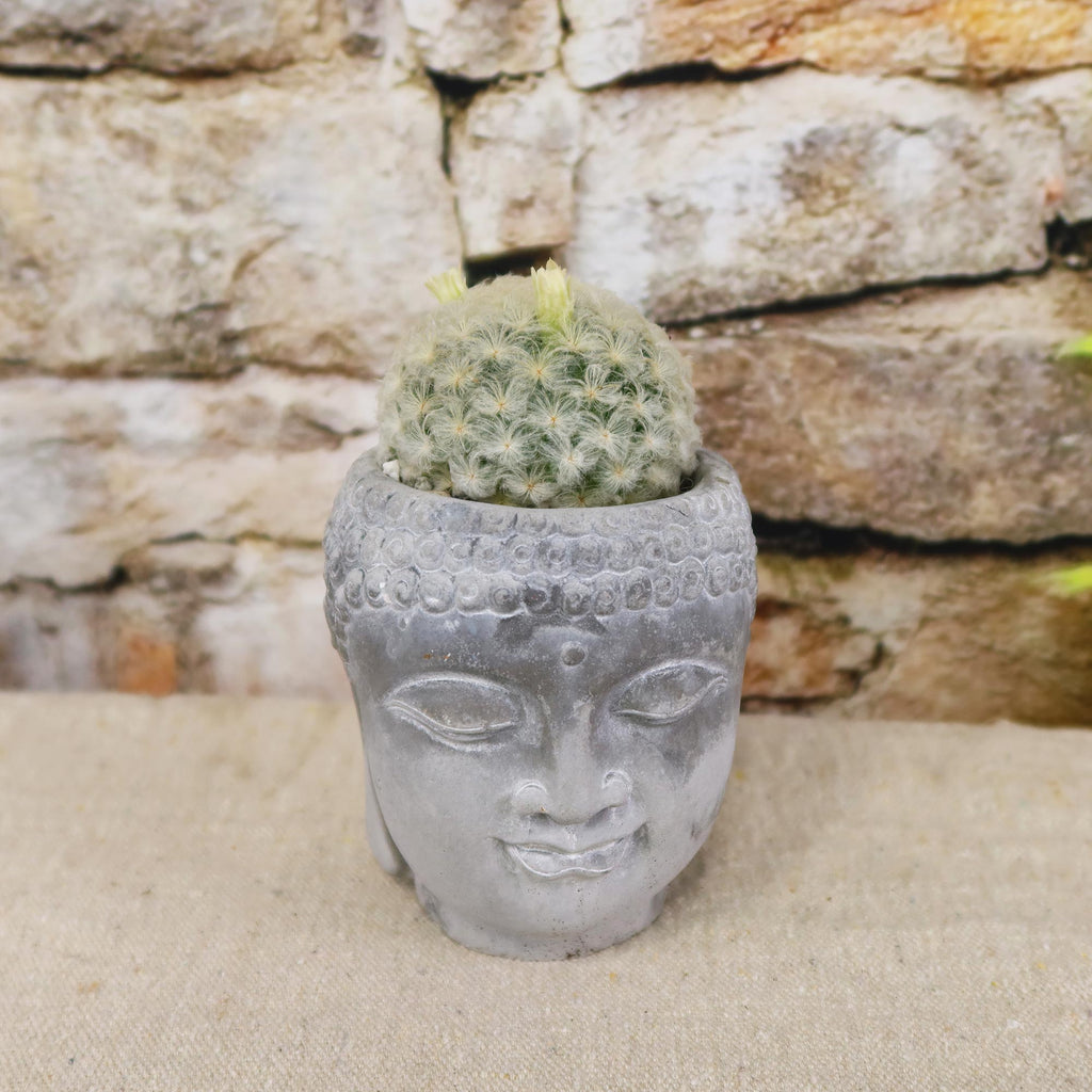 Buddha's Head with Live Indoor Plants