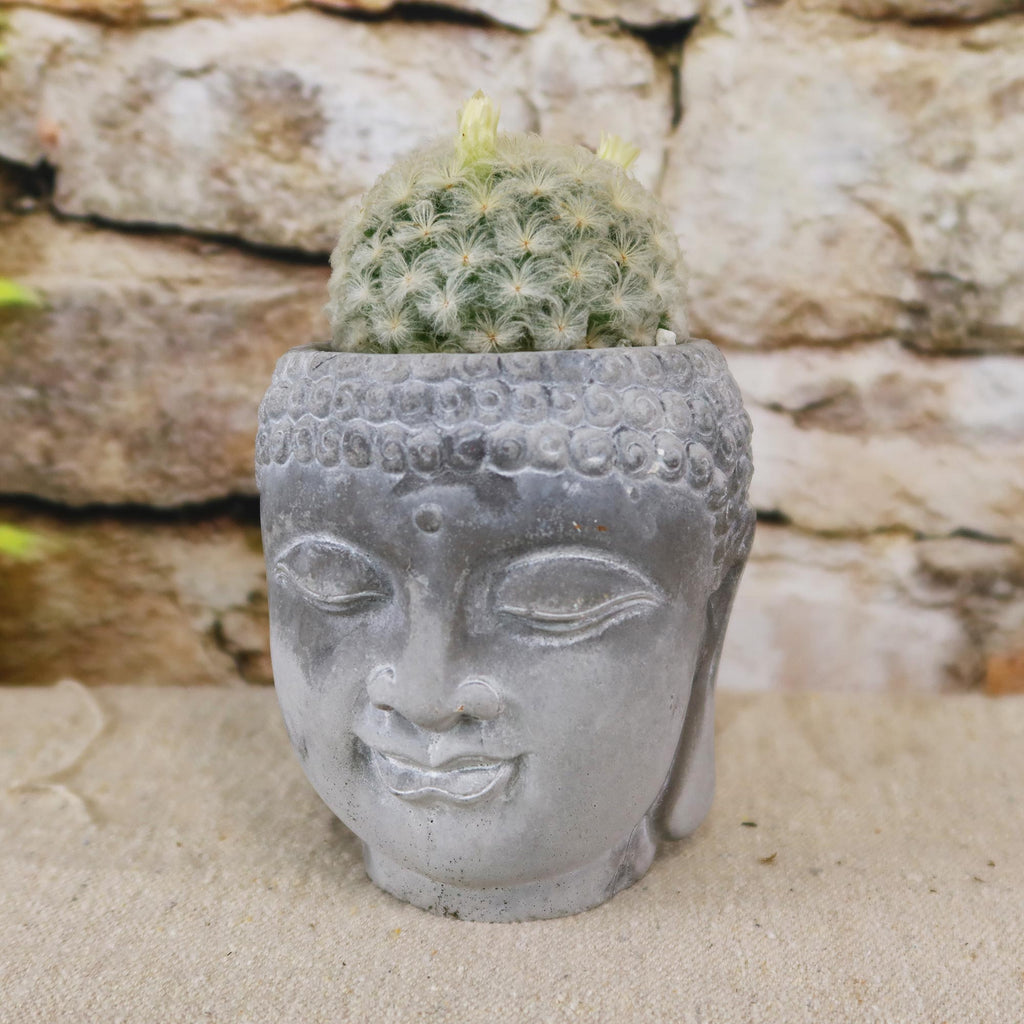 Buddha's Head with Live Indoor Plants