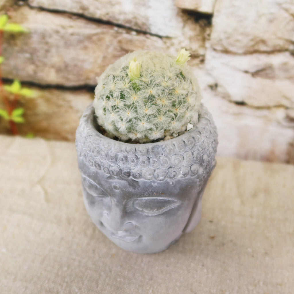 Buddha's Head with Live Indoor Plants