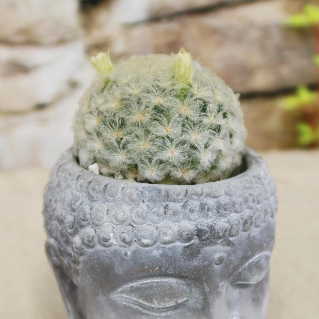 Buddha's Head with Live Indoor Plants