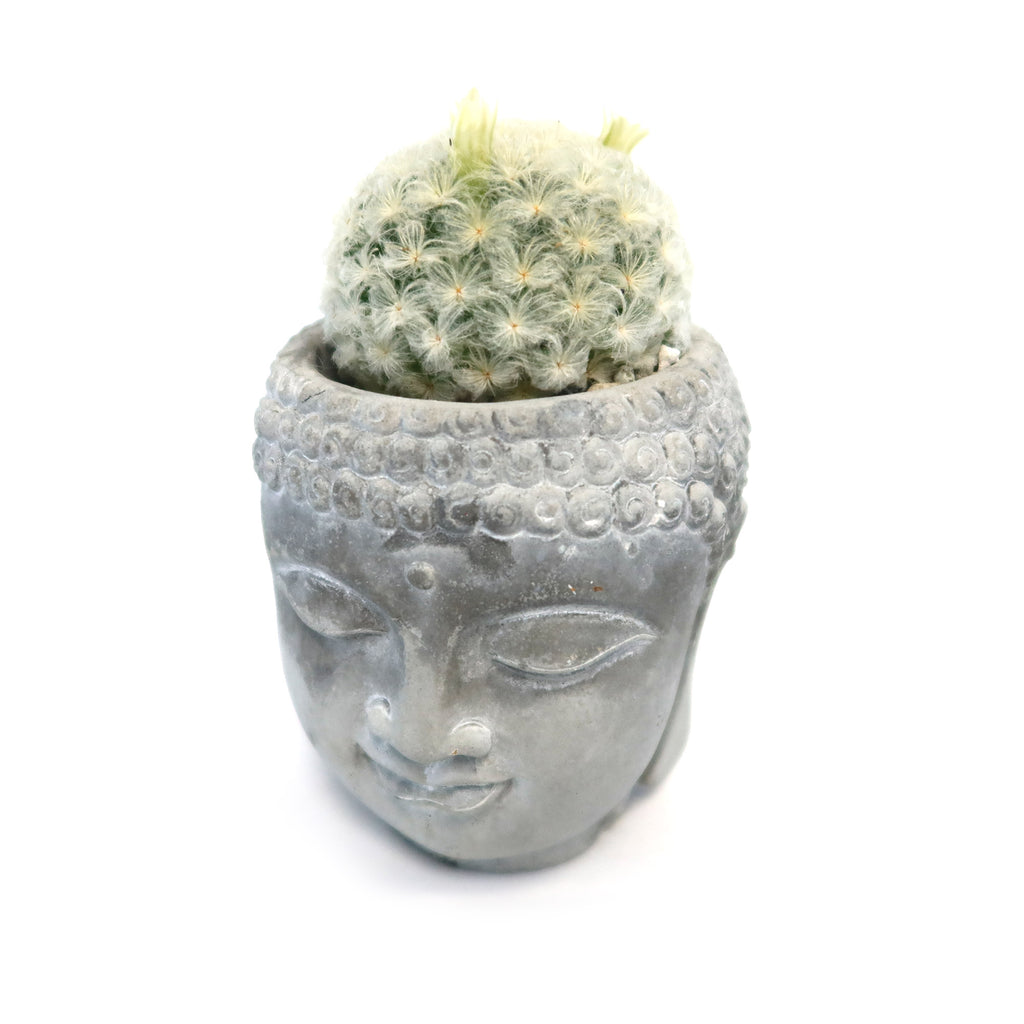 Buddha's Head with Live Indoor Plants