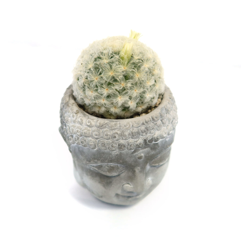 Buddha's Head with Live Indoor Plants