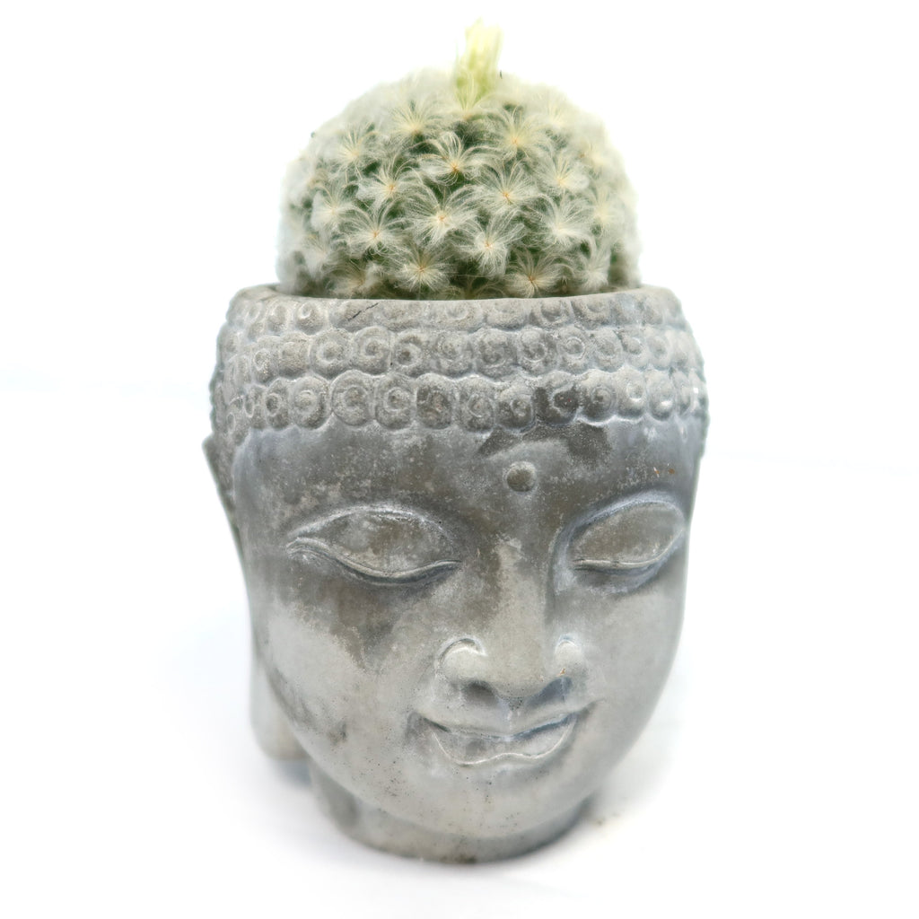Buddha's Head with Live Indoor Plants