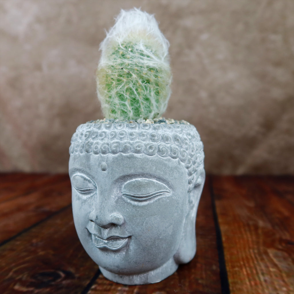 Small cactus in a ceramic Buddha head planter, displayed on wood with a brown textured background.