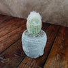 Small fuzzy cactus potted in a Buddha&