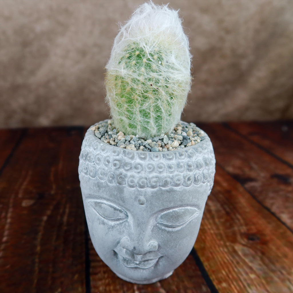 Green cactus with white hairs in a Buddha head planter sits on a wooden surface against a neutral brown background, indoor plant decor.