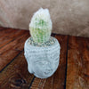 A small live plant in a Buddha&