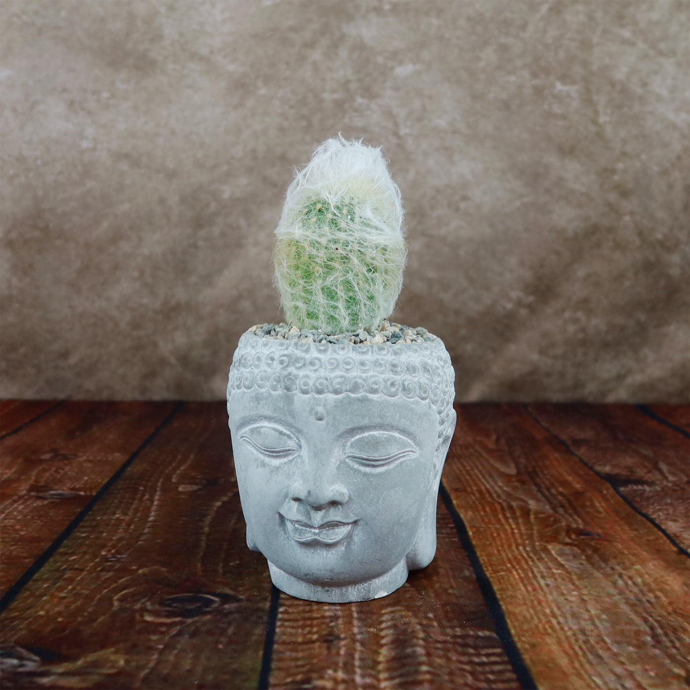 indoor buddha planter Buddha's Head With Live Indoor Plants 3" Pot / With Common Houseleek