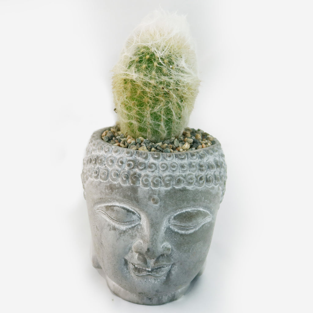 A small cactus with white fuzzy spines grows in a ceramic Buddha head planter filled with pebbles, adding calm to your indoor space.