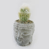 A small cactus with white fuzzy spines in a ceramic Buddha head planter filled with pebbles, set against a plain white background.