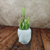 A green cactus with multiple stems sits in a Buddha head ceramic pot on wood, against a beige textured background.