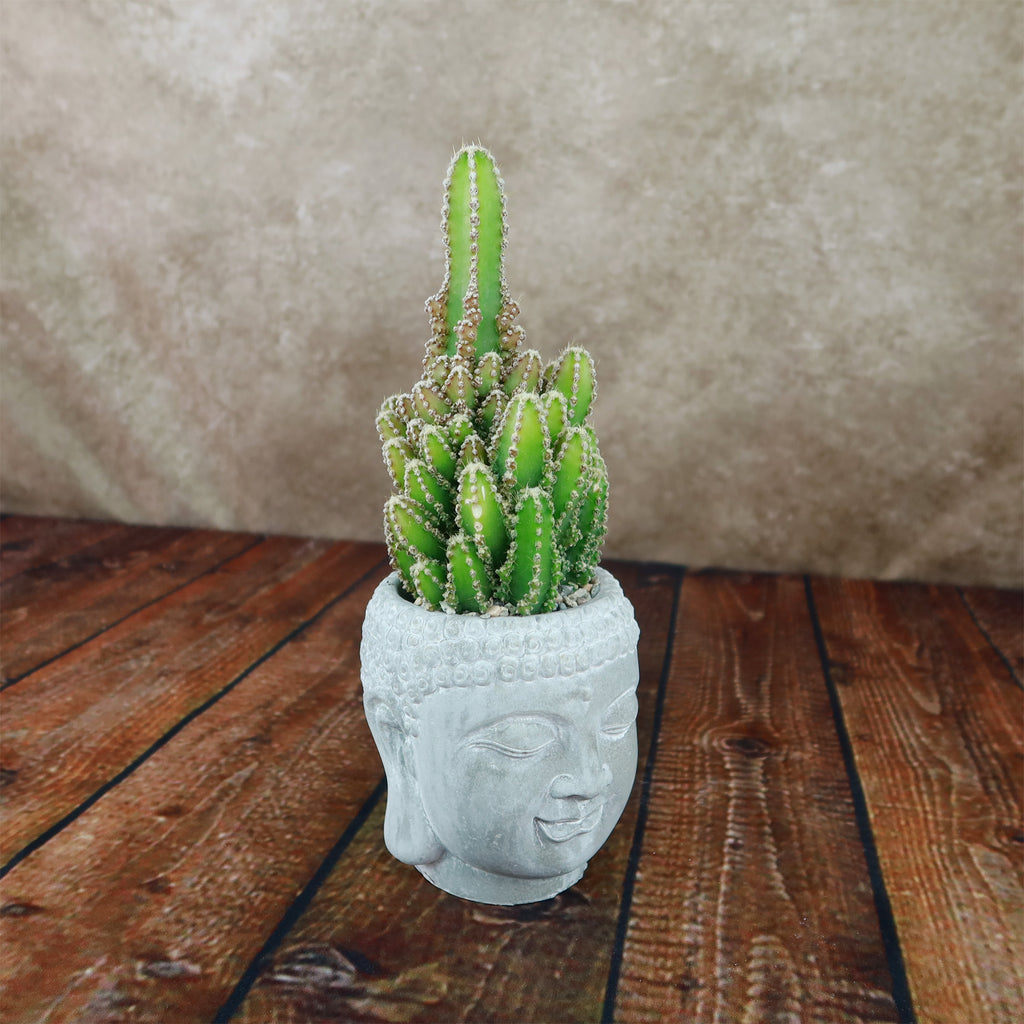 A green cactus with multiple stems sits in a Buddha head ceramic pot on wood, against a beige textured background.