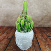 A green cactus with upright stems grows in a white ceramic Buddha head planter on a wooden surface, set against a beige textured background.