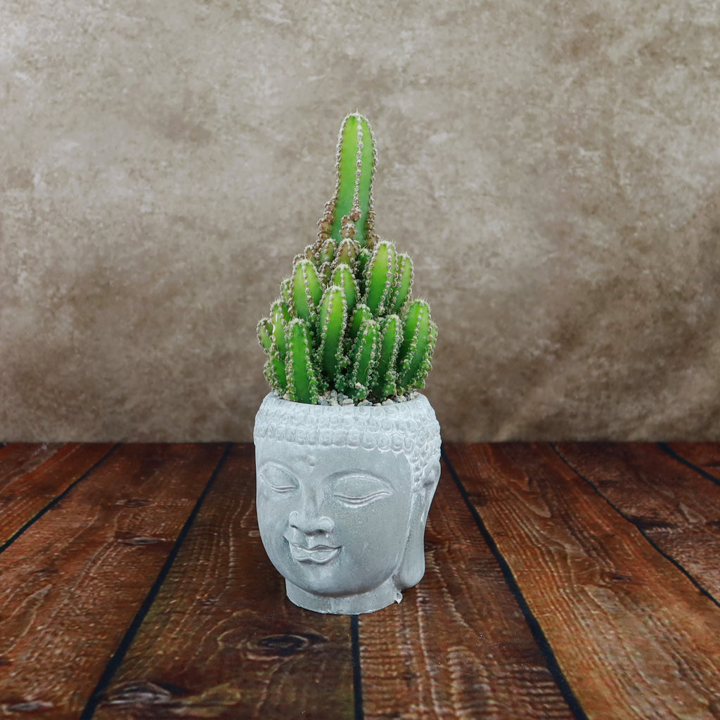 A live indoor plant in the "Buddha's Head with Live Indoor Plants" planter brings peaceful greenery to your space against a warm backdrop.