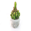 Live cactus with spiky segments in a ceramic Buddha&