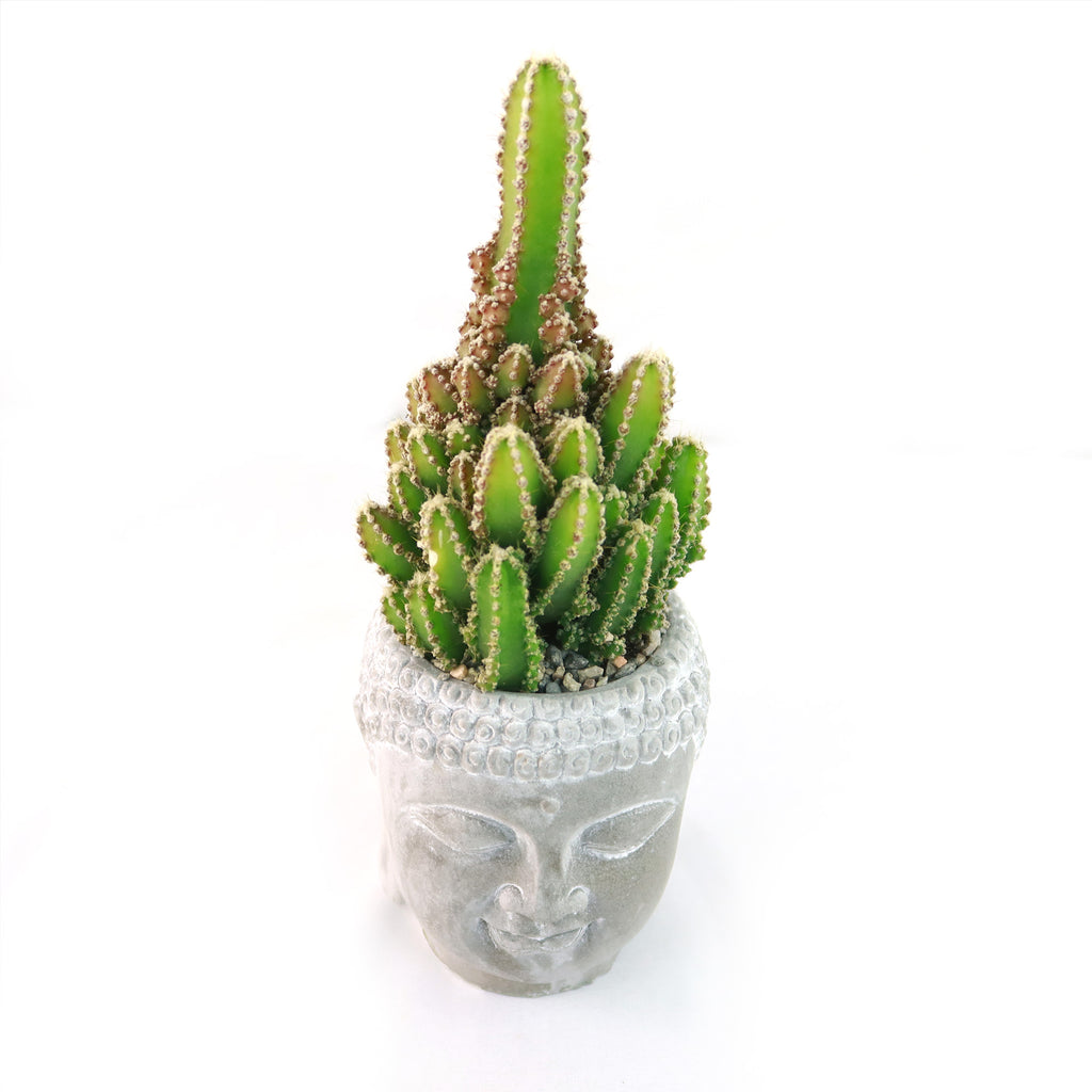 Live cactus with spiky segments in a ceramic Buddha's Head planter, called "Buddha's Head with Live Indoor Plants," on white background.