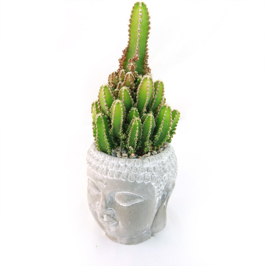 Green cactus with spiky ridges in a white ceramic Buddha head planter, shown against a plain white background.