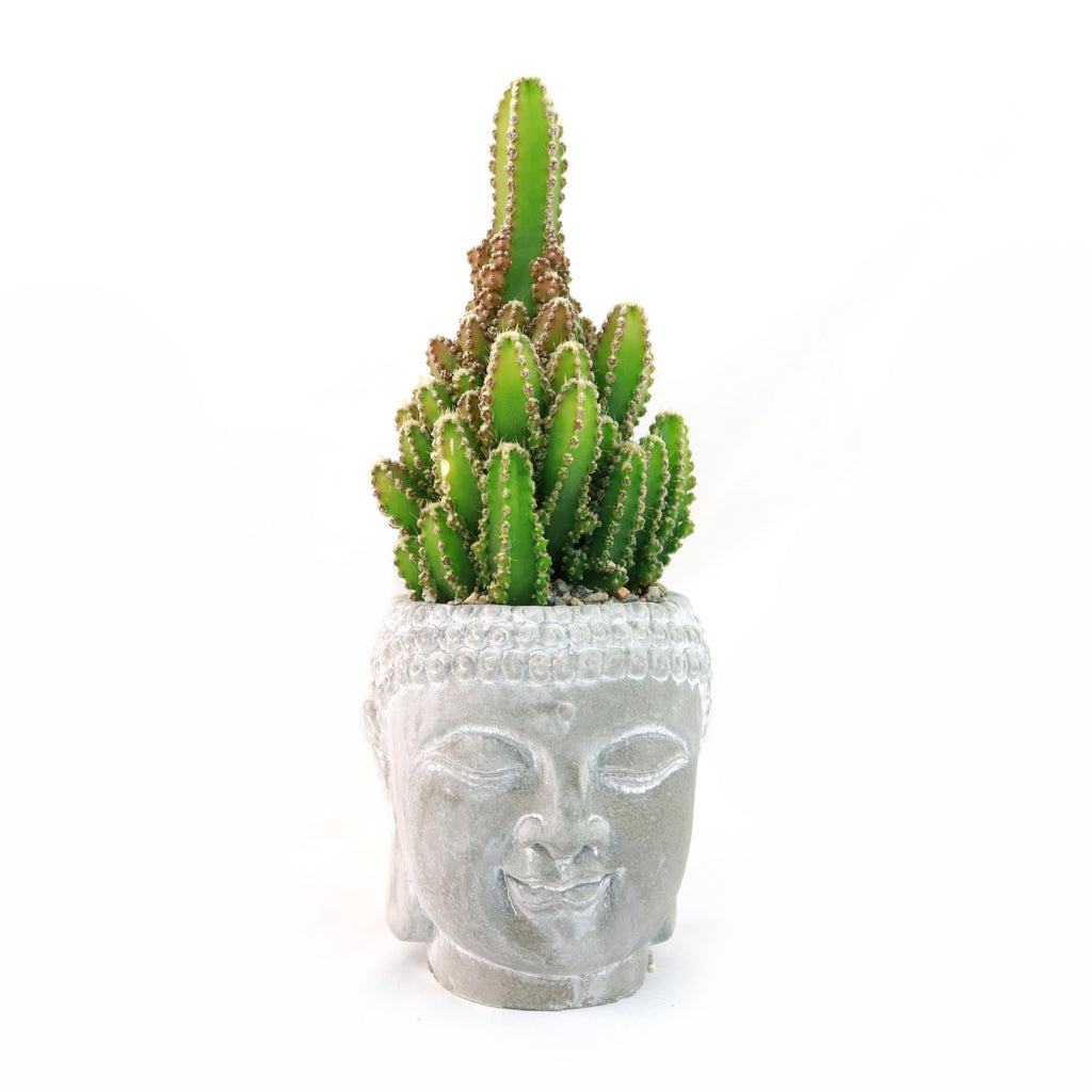 Green cactus potted in a ceramic Buddha head planter, displayed indoors with a clean white background for a striking decorative touch.