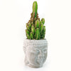 Live green cactus with spines in a light gray Buddha&