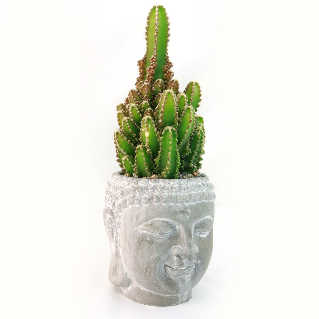 Live green cactus with spines in a light gray Buddha's Head ceramic planter, featuring subtle facial features, on white background.