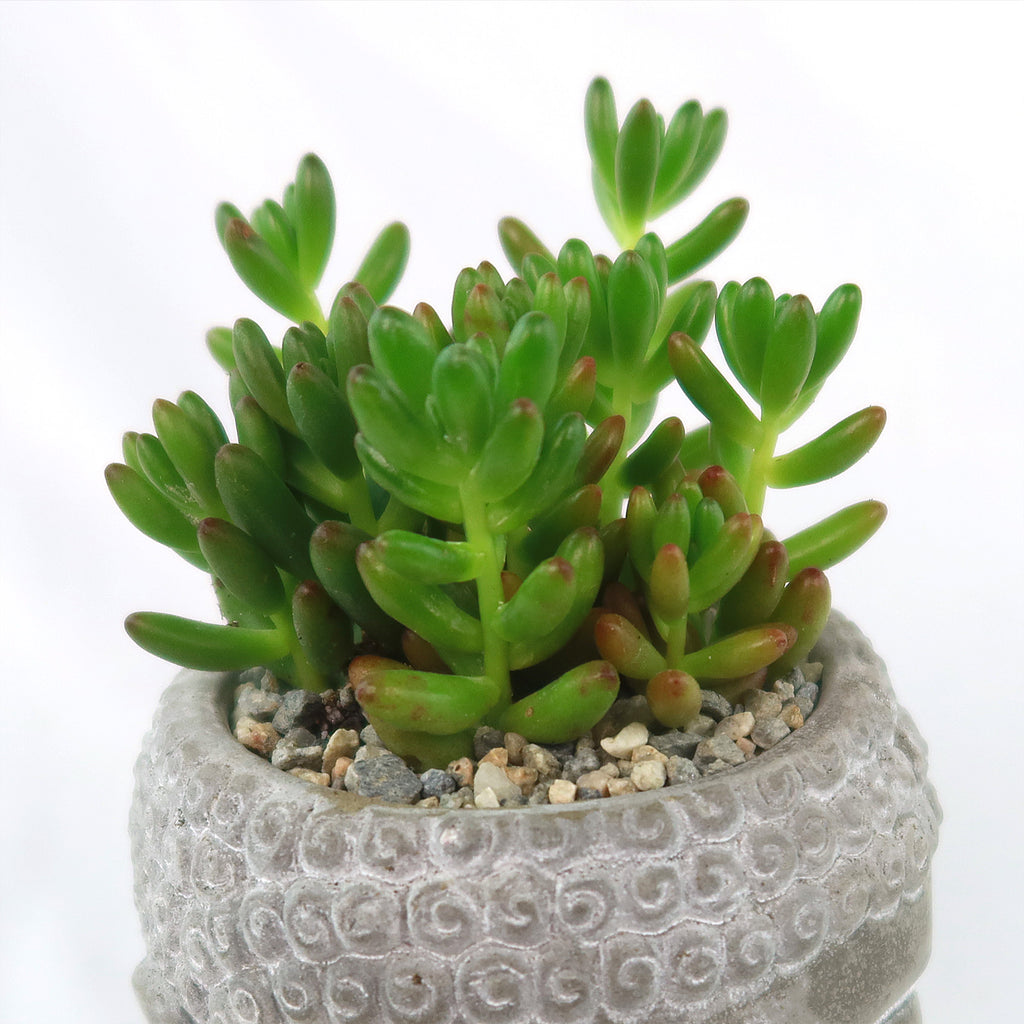 Close-up of Buddha's Head planter with green succulents and pebbles in a textured light gray ceramic pot, shown on a white background.